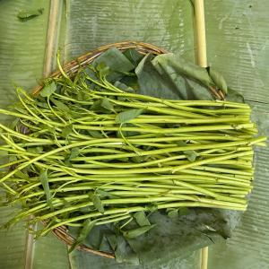 ត្រកួន