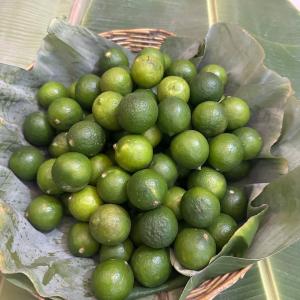 ក្រូចឆ្មា