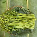 ត្រកួន